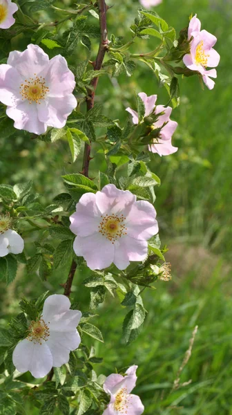 Rose hofter blomstre på gren af busken - Stock-foto