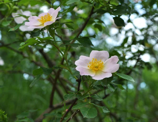 Różane biodra kwitną na gałęzi krzewu — Zdjęcie stockowe