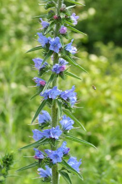Echium vulgare mavi doğada çiçek açar.