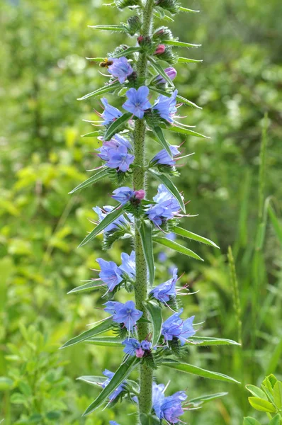 Echium vulgare blooms in nature in blue — Stock Photo, Image