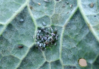 Kolza yaprağında yaprak bitleri