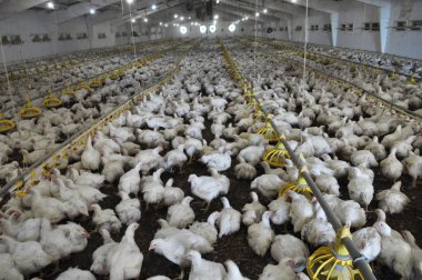 Büyüyen broiler tavuk çiftliği