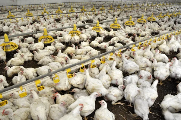 Farm for growing broiler chickens — Stock Photo, Image