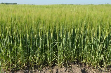 Tarlada yetişen yeşil arpa