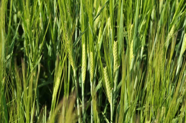 Auf dem Feld wächst junge grüne Gerste — Stockfoto