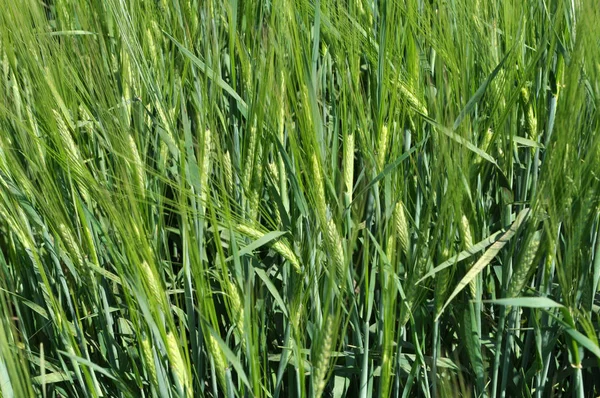 På fältet växer gröna unga korn — Stockfoto