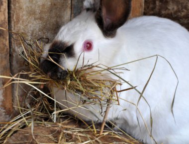 Kaliforniya 'nın hamile dişi tavşanı.