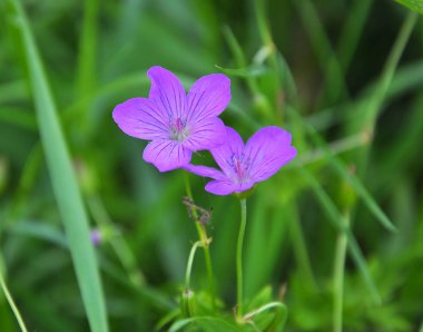 Çiçek doğada Sardunya