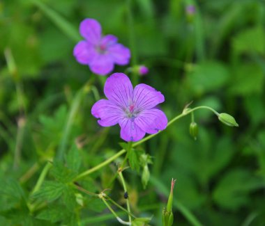 Çiçek doğada Sardunya