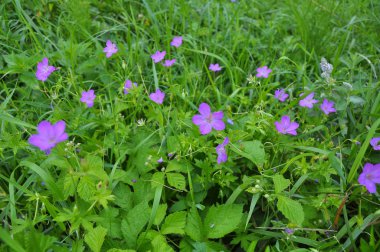 Çiçek doğada Sardunya