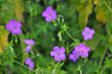 Çiçek doğada Sardunya