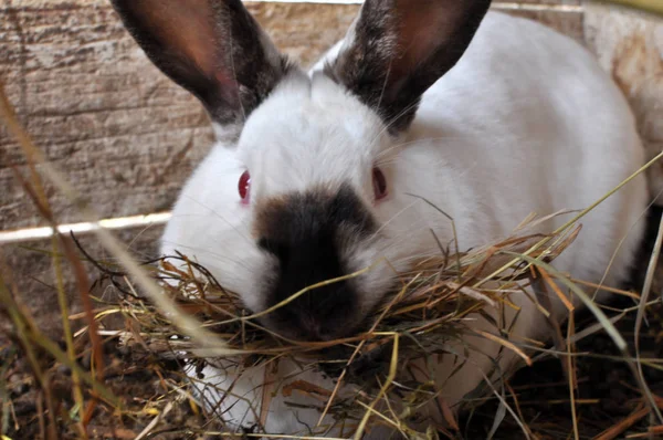 Conejo hembra embarazada de California raza con heno en los dientes para — Foto de Stock