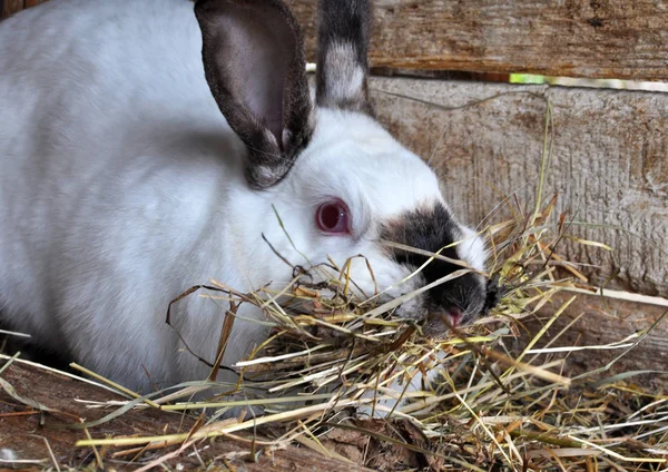 Ciężarne samice królika rasy kalifornijskiej z sianem w zębach dla — Zdjęcie stockowe