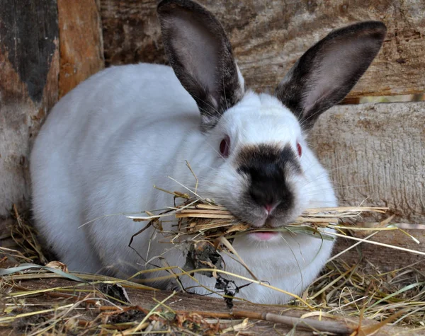 Schwangere Kaninchen der kalifornischen Rasse mit Heu in den Zähnen für — Stockfoto