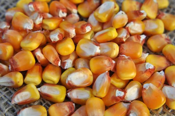 Dry corn grain close up — Stock Photo, Image