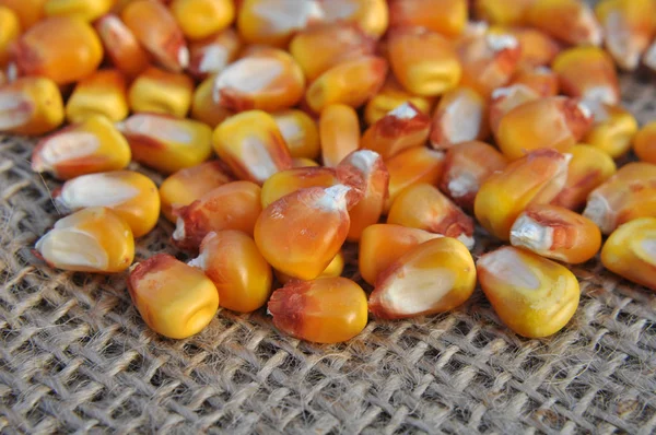 Dry corn grain close up — Stock Photo, Image