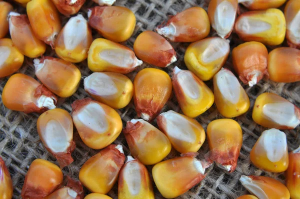 Dry corn grain close up — Stock Photo, Image