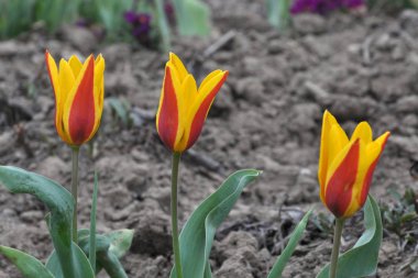 Bahar çiçekli lalekaufmanniana