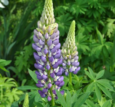Bahar bahçesinde Lupine çiçek açar
