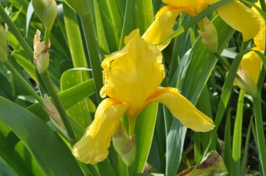 İlkbaharda çiçek açan süsen çiçekleri.