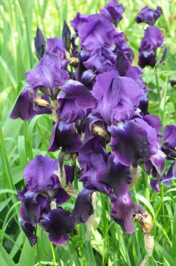 İlkbaharda çiçek açan süsen çiçekleri.