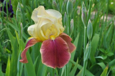 İlkbaharda çiçek açan süsen çiçekleri.