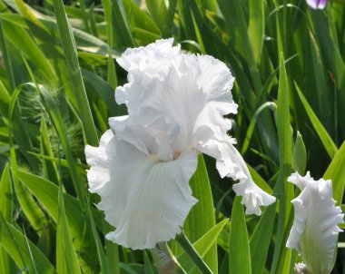 İlkbaharda çiçek açan süsen çiçekleri.