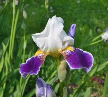 İlkbaharda çiçek açan süsen çiçekleri.