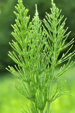 Çayırlarda otların arasında at kuyruğu uzatan