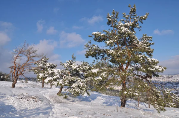 Paisagem de inverno com neve e árvores — Fotografia de Stock