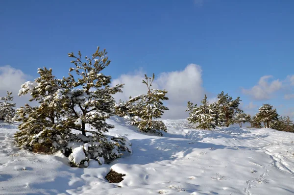 Paisagem de inverno com neve e árvores — Fotografia de Stock