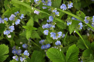 Otların içindeki çayırlarda çiçek açar. Unutma beni. (Myosotis)