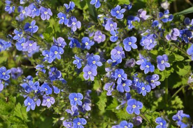 Otların içindeki çayırlarda çiçek açar. Unutma beni. (Myosotis)