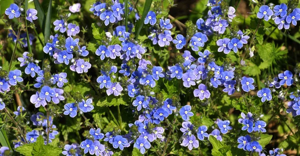 På engen i græsset blomstrer glemme-me-not (Myosotis ) - Stock-foto