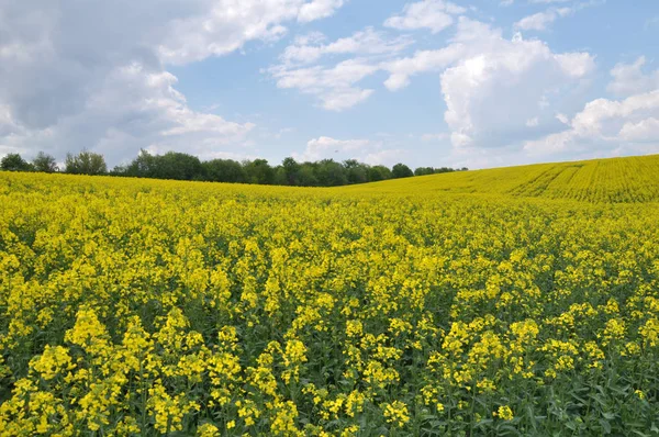 Paesaggio con campo di colza . — Foto Stock