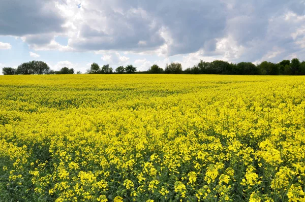 Paesaggio con campo di colza . — Foto Stock