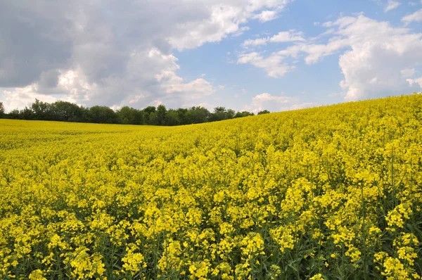 Paesaggio con campo di colza . — Foto Stock