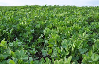 Bahar alanında genç yonca büyür