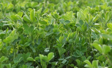 Bahar alanında genç yonca büyür