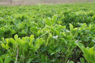 Bahar alanında genç yonca büyür