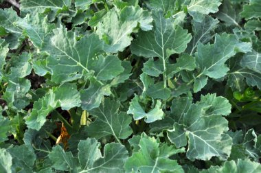 Kış tecavüz ile bahar alanı