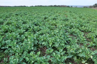 Kış tecavüz ile bahar alanı