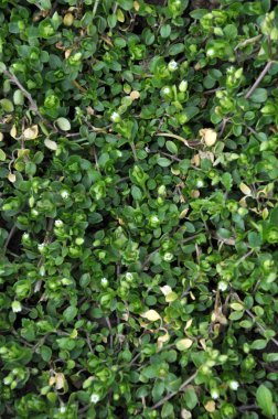 Toprakta bir sıçrama (Stellaria media) yetişir