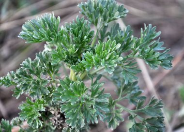 İlkbaharda, pelin otu doğada yetişir.