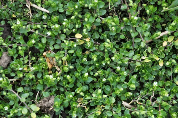 En kedja (Stellaria media) växer i jorden — Stockfoto