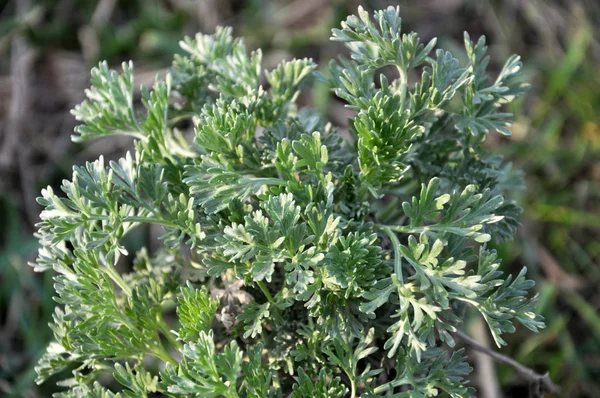 In the spring, wormwood grows in nature — Stock Photo, Image