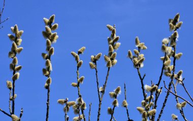 Erken bahar çiçekli söğüt (Salix Caprea)