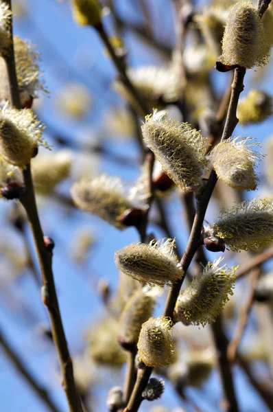 Kora tavasszal virágzó fűzfa (Salix caprea) — Stock Fotó