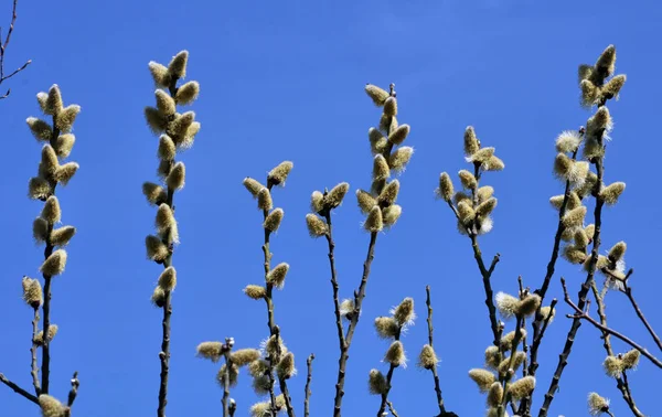 Vrba jarní (Salix caprea) — Stock fotografie