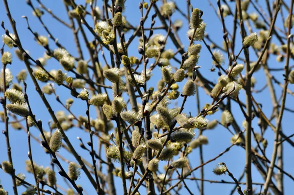 Salice fiorito all'inizio della primavera (Salix caprea ) — Foto Stock